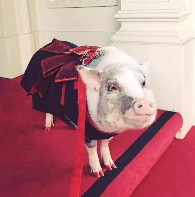 跟主人一块去参加派对，也是很名媛。