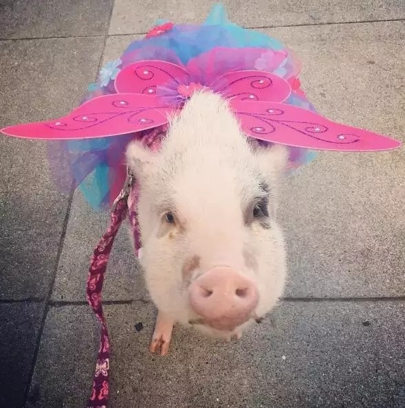 不上班的时候也得认认真真打扮一番，穿上最蝴蝶裙，依然是人群中的焦点。