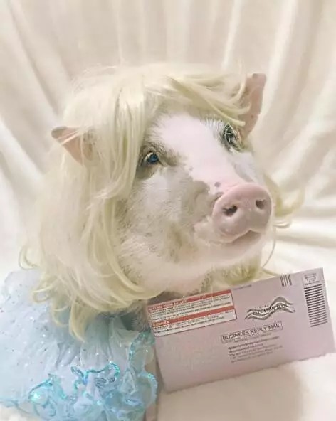 小胖猪说这张自拍绝对没有磨皮，它发誓。