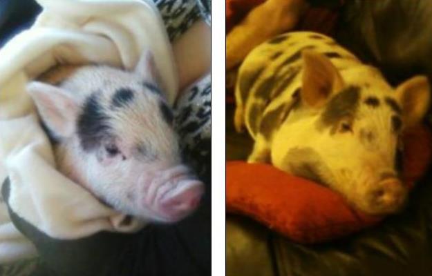 国外一个大姐很喜欢宠物猪，在她50岁生日的那天给自己买了只小香猪，谁知道随着这只猪慢慢长大，大姐越来越觉得不对劲。