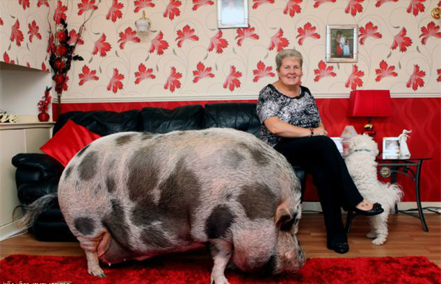 可是又有什么办法呢！大姐养了这么久，哪是说不养就不养的事。最终大姐把Micro当做宠物猪来对待。