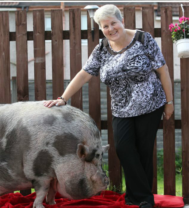 不得不说，就算是正常的肉猪，体型也没有Micro这么庞大，即便如此，大姐还是努力保证Micro的伙食。