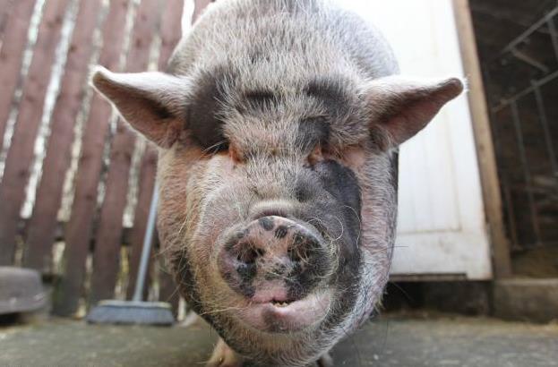 时间是把杀猪刀，小时候那么可爱的“小香猪”，结果长成了这个样子……