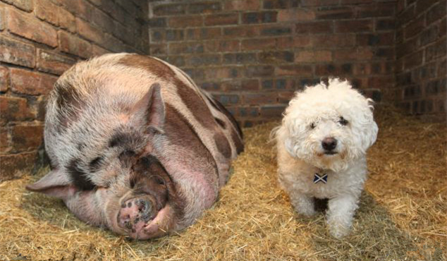 和家里的狗狗比起来，这个“宠物猪”是真的很大啊！