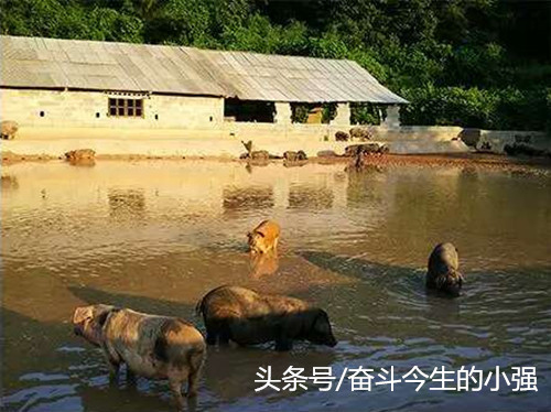 因为山地猪怕热不怕冷，她们就为猪建了两个游泳池，用来给猪洗澡。和电视播放的猪游泳池不同，她们建的洗澡池是由稻田改造而成，让猪洗泥巴浴。