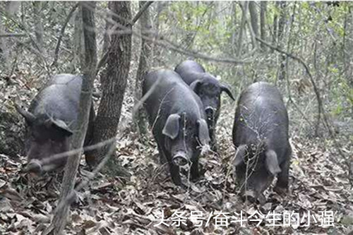 她们帮山地猪养成“早出晚归”的习惯，白天让它们出猪圈漫山遍野跑，大量运动，夜晚时再让其回去休息，相比普通圈养猪，三四个月养到300多斤就出栏，每头猪平均体重仅在150斤左右，是圈养猪体重的一半还不到。
