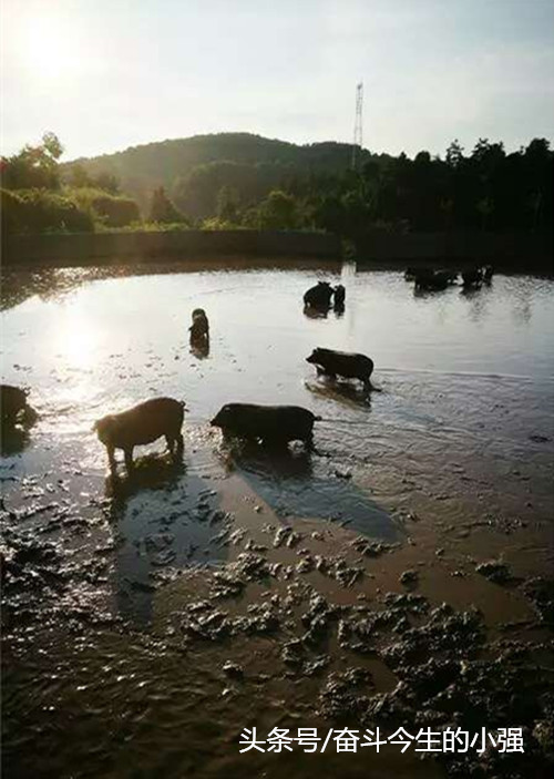 泥巴裹猪身的好处是既能防蚊虫叮咬，又能防暑降温，且猪的四肢在泥巴里抽动也能锻炼，就像野猪在野外生态自然环境中生活一样。