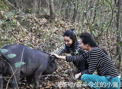 靓丽的姐妹花+可爱的猪宝宝组合，不仅吸足现场众多帅哥的眼球，还引来多家媒体的大肆报道，进一步提升了姐妹花+山地猪的知名度，促进了电子游艺平台销量的增长。