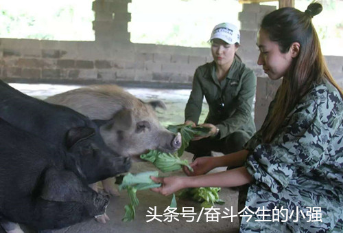 姐妹俩非常重视猪的饮食，山地猪吃的都是未经任何加工及人工饲料添加的生食，包括当季新鲜的蔬菜瓜果等。放养到山上，还让吃野草野果。
