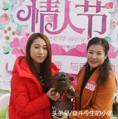 良好的营销都善于造势。田家姐妹采取的造势第一招是带上猪宝宝，一起去相亲。