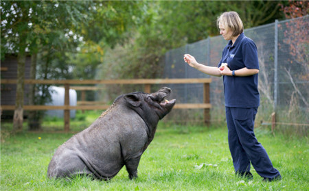 Buzz的行为动作常常会让工作人员误以为它是只训练犬，更神奇的是，Buzz还能蹲坐在地上听从训练师的口令。
