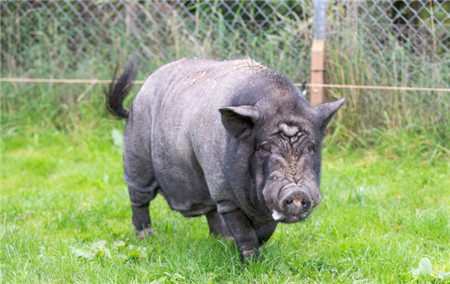 当地时间2017年10月11日，英国剑桥，这头胖胖的黑猪简直就是英国儿童文学作家迪克金-史密斯的小说《牧羊猪》的活生生版本。10岁的黑猪Buzz生活在皇家防止虐待动物协会救援中心，然而不像一般的猪那样吃吃睡睡。（东方IC 责编：赵建东 ）