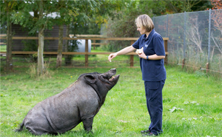 训练师Serena Garner说：“我和我的同事们都觉得这太神奇了！Buzz是只非常可爱温顺的小伙子，十分地听话，太讨人喜欢了。它特别喜欢围着我们转来转去，让我们挠它的耳朵背”。