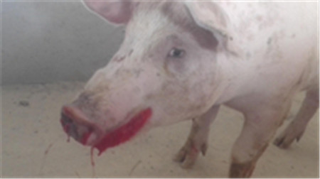 病猪嘴流血沫