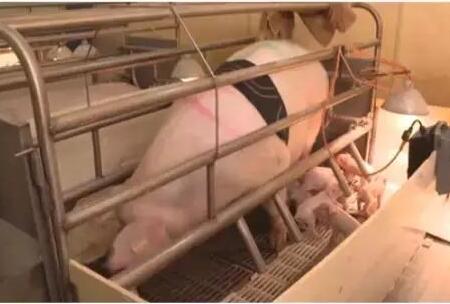 美国又出神器，据说用后每窝多活3头仔猪？