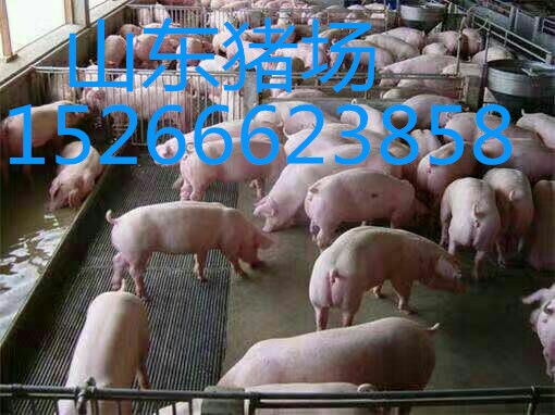 哪里的优良仔猪苗猪批发价格低15266623858