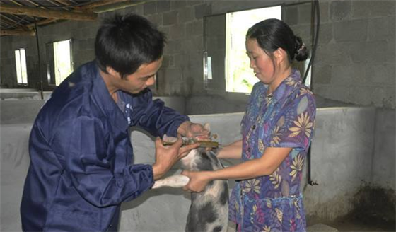 产后康复：猪产后子宫内有许多分娩残留的物质（恶露），在产后用消炎药的同时在第二天肌注氯前列醇钠0.2mg，可促进恶露排出促进子宫恢复。