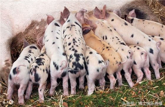 胎衣不下或子宫内有死胎：肌注氯前列醇钠0.2mg，间隔12小时再注射氯前列醇钠0.2mg，可促进胎衣和死胎排出。