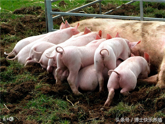 治疗母猪不发情：在母猪断奶后5-7天不发情的或后备母猪达到配种要求不发情的，肌注氯前列醇钠0.2mg，3-5天后再肌注孕马血清1000单位，待母猪发情后可直接配种。