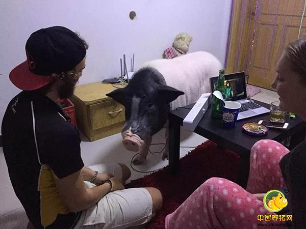 艾娜、亚当和宠物鲍伯在客厅。“鲍伯今年5岁，我没想到它会长这么大，不过它现在的样子也很可爱！” 艾娜说，鲍伯是头公猪，是一位朋友送给她的，当时鲍伯只有一岁多，20公斤，双手能捧在怀里。大约在鲍伯两岁以后，体重不断增加，直到现在这样。现在的鲍伯有多重？艾娜说他们也不清楚，因为有一次他们把鲍伯搬到一台家用体重秤上，结果体重秤爆表了。