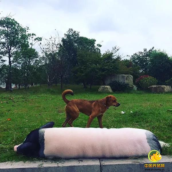 艾娜说，在中国这几年，她带着鲍伯先后去过深圳、温州，一年前从温州坐大巴车来到杭州，给鲍伯也买了一张座位票。