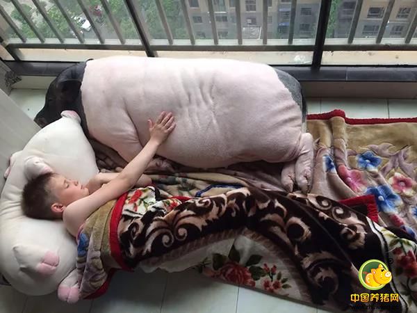 这对跨国情侣告诉记者，他们热爱中国，但他们更喜欢周游世界，等亚当学业结束，他们想再去下一个国家，“最近我在咨询朋友，如何把鲍伯像宠物犬一样带出国，让它一直跟着我们生活。”