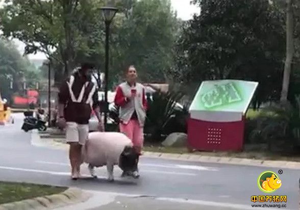 6日，杭州市民刘先生爆料：我在杭州余杭临平×××小区看到两个老外在遛猪，而且是那种个头很大的大肥猪。刘先生还发来一段主人遛猪的小视频。 　　 　　姑娘说她叫Anastsia，中文念艾娜，来自俄罗斯西伯利亚地区，今年28岁，到中国7年了，自学学会了中文，目前她在家照顾宠物猪和两条狗，暂时不工作。说完，艾娜把房间里的男友叫了出来，他叫Adam（亚当），23岁，来自英国，在中国念书，长得阳光帅气。 　　 　　这对跨国情侣一边喝着啤酒，一边介绍起他们的宠物猪BOB（鲍伯）。