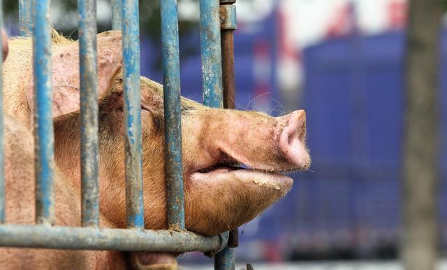 其实，猪脖肉主要流通与蒸包行业。经常食用必定会对人体产生伤害，如果已经，买到的朋友，只要在食用前剔除这些多余的组织，对人体是没有伤害的。包括自己购买的鸡鸭等生物，它们的脖子上往往会有一些白色的颗粒状的组织，那也是淋巴组织，加工前应将此处去掉，以免危害身体健康。