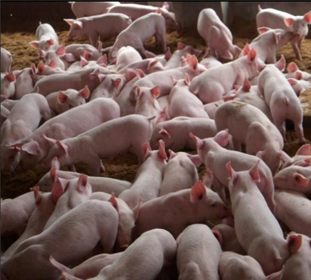 采用先进的科学技术：要与时俱进，采用科学有效的新技术进行养殖，摒弃落后的做法。