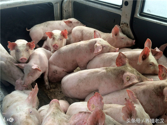 要选择好的猪仔品种 养猪想挣钱，首先要选择好的品种。不管是三元猪还是土杂猪，养猪户在选择品种时，一定要谨慎选择，选对了合适的品种，电子游艺网站盈利就成功了一半！