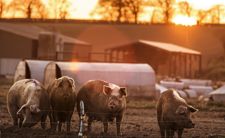 非集团化规模电子游艺网站
生存和发展策略