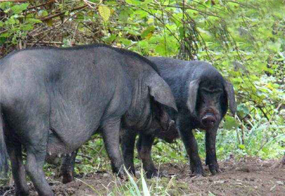 雅南猪是我国西南著名的猪品种，其体形巨大、产肉率高、繁殖能力强，它的特点是由于生长在地处川西南粮食主产区，那里有丰富的紫云英、叶用甜菜、甘薯藤、巴山豆、蚕豆苗及野生猪草作为饲料，因此雅南猪不仅抗病性强，电子游艺平台的胆固醇含量低，而且饲养成本低。