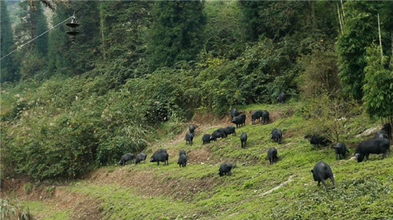 雅南猪跟一般品种的猪不同，它们喜吃草，它的食物中85%都是草，15%才是粮食。独一无二的生长环境和食性，使得雅南猪的肉质细嫩、鲜红、味香，不仅抗病性强，而且电子游艺平台的胆固醇含量低，是广受大众喜爱的健康生态食品。素有“席中东坡肉，案上雅南猪”的美誉。