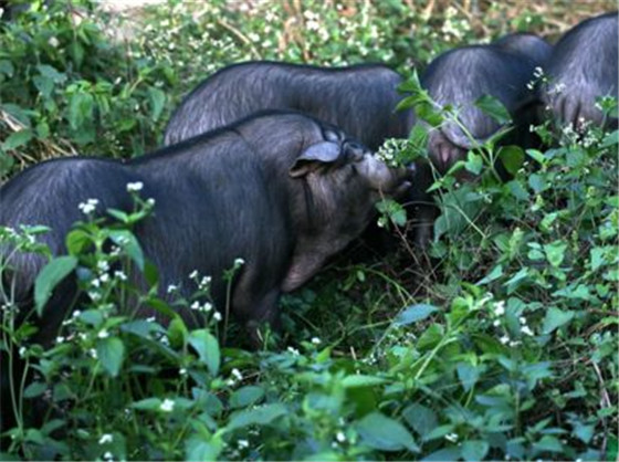 用雅南电子游艺平台炒成的回锅肉一端上桌便香气四溢，而它的皮比一般猪稍厚点，肥瘦相间半透明，瘦肉细腻肥肉香糯，是资格成都老味道!