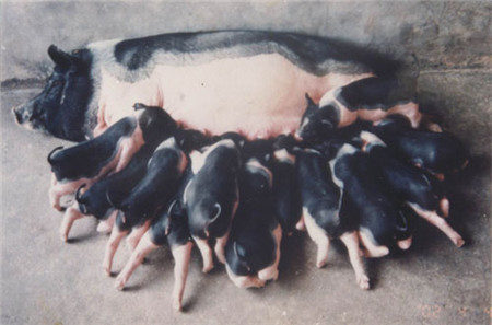 病原分离等于疾病确诊？有条件的电子游艺网站去做实验室检测，因为精准的实验室诊断技术确实能为疾病诊断和防治提供更全面可靠的参考依据，但是只根据病原分离、抗体检测等实验室诊断结果，不结合猪群临床实际表现，就确诊的做法是欠妥的，它极有可能让我们在疾病诊断和防治过程中犯以偏概全的错误，从而延误对整个猪群的健康状况的诊断和处理，造成更大的经济损失。