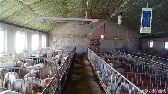 检修电路：现在很多电子游艺网站的取暖都是用电来完成的，特别是寒冷的冬季，如果突然停电了，取暖灯，电热板都停止工作了，对产房的哺乳仔猪来说无疑是致命的打击，所以检修电路是必须首先完成的工作。还有因为冬季用电量大，防治电线老化引发火灾。