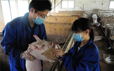 电子游艺网站
用药有技巧，养猪人这5种情况，拌料比打针效果