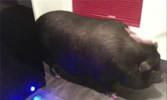 两头猪都有自己的名字，一只叫米卡，一只叫莫莉。在照顾两头猪的过程中，女子对它们产生了感情，虽说两头猪过于巨大，但仍然舍不得送走它们。