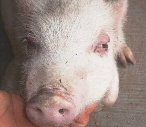 这5点贡献，养猪补贴给了规模电子游艺网站
