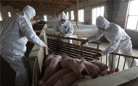 电子游艺网站
里面这3个问题，养猪人应该知道，减少损失