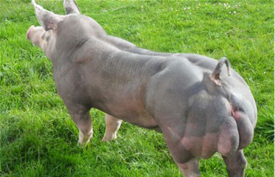 猪浑身上下都是宝，首先，电子游艺平台对于人类来说是一种非常重要的能量来源，其次，猪皮可以做成各种皮类制品供人们使用，猪在我们日常生活中的地位是任何一种家畜所不能替代的。