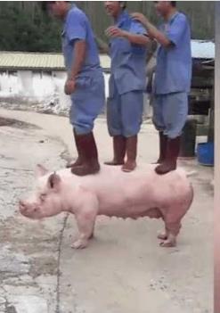 “两万块的猪又有什么奇怪的，进口的种猪那个不得好几万，好一点的母猪上万是很正常的！”