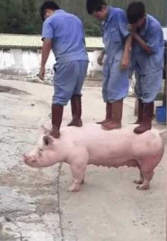 以下是网友的回复： “二师兄力大无比，只是几个老爷们站在背上，不想搭理他们，要是换个美女，二师兄早就托着飞奔而去！”