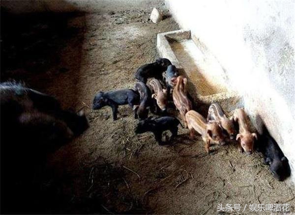 原来母猪生下的一窝都是身上带有花纹的小野猪，怪不得之前总是往山里跑呢，原来是去幽会自己的情郎了啊。不过这野猪的价格可比家猪高多了，主人喜出望外，心想这回真是赚大了！