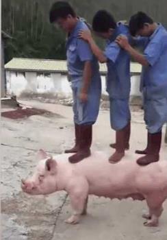 “20w不卖？力气大？是个猪都能抗三个人。”