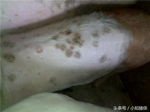 3.猪丹毒 　　 皂溶法。先将病猪身上用温水洗净，然后用肥皂在病猪身上擦，边擦边洒温水，使其充分起沫至猪身发红，直到皮肤上有层白沫为止。每天进行两次，直到体温下降，但要注意保暖，以防感冒。 　　 柳须（或柳条）80克，浮萍草90克，茅草根128克，白矾95克，石膏90克，葱白96克，蒲公英96克，雄黄48克，地丁98克，水煎汤，一次喂1/2，每天喂1次，连喂4天。