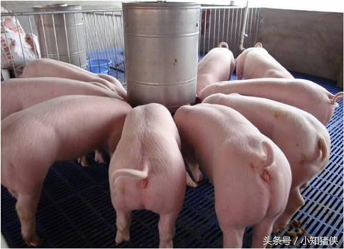 以上都是每头成年猪用量，小猪用量酌减！