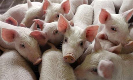 三、增加饲养密度。冬天相对夏天的好处就是同样面积的猪舍可以养多几头猪。冬季一般要可以比夏季饲养密度增加40%左右，猪多散发的热量增加，自然可以提高舍温，同时猪紧挨着睡，既可互相取暖，也可提高整个猪舍温度。