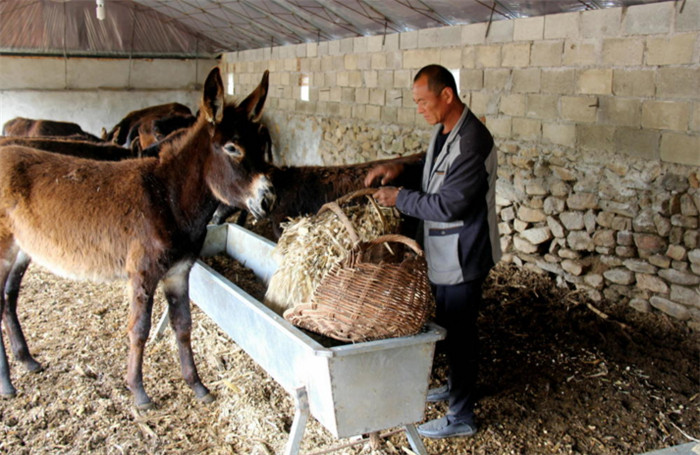  这时，周围的流言又起来了：看，我就说吧，看他还嘚瑟不？最后，他把养的驴全部出手，这才有了周转。