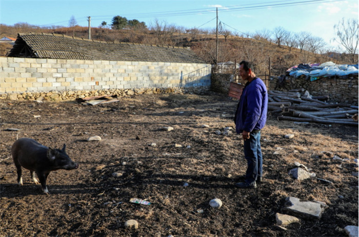 驴卖了，不能让驴圈里太空，老王就买了几头野猪放在里面。
